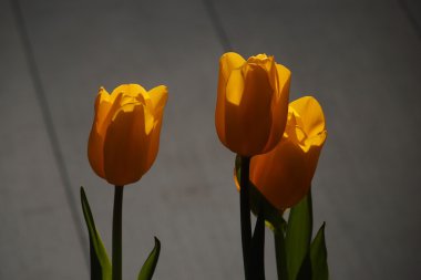 Bahar Lale güzel buket çiçek