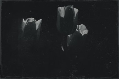 Bahar Lale güzel buket çiçek