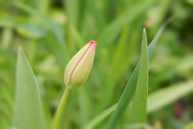 Bahar Lale güzel buket çiçek