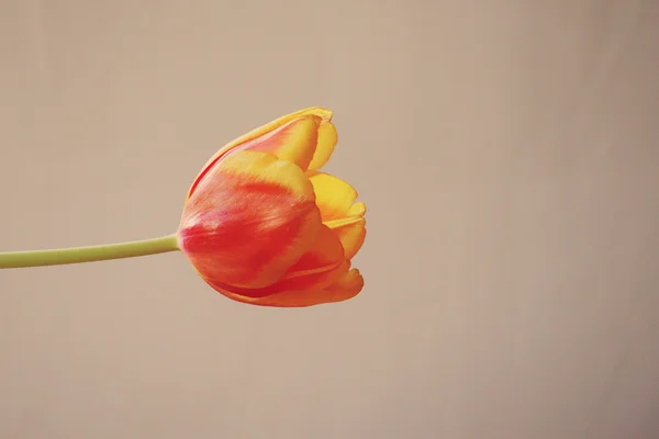 Jarní Tulipán v krásné kytice květiny — Stock fotografie