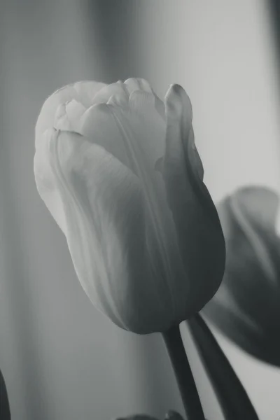 Tulipa primavera em belas flores de buquê — Fotografia de Stock
