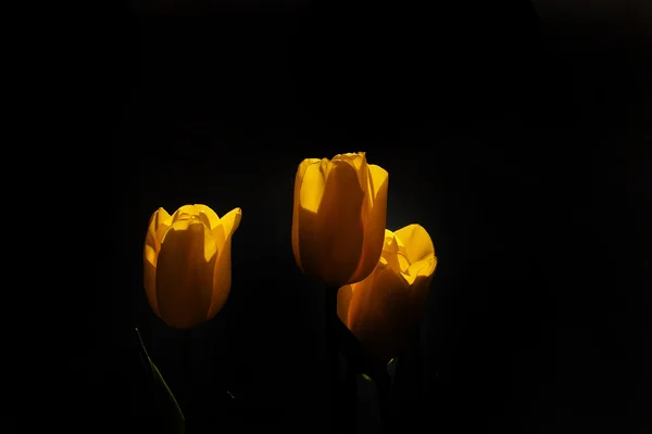 Jarní Tulipán v krásné kytice květiny — Stock fotografie