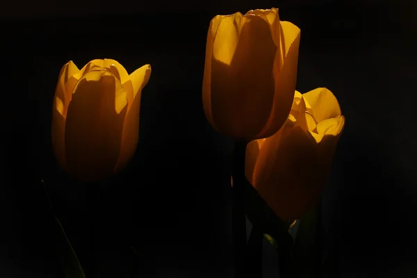 Tulipán de primavera en hermosas flores de ramo — Foto de Stock