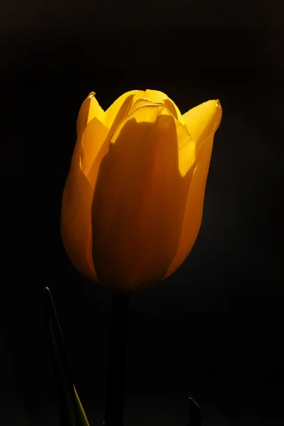 Tulipa primavera em belas flores de buquê — Fotografia de Stock