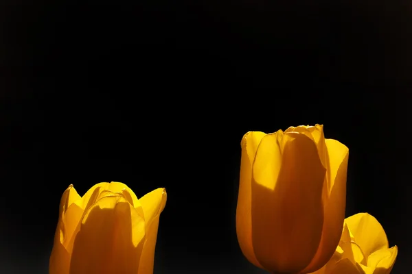Frühlingstulpe in schönen Straußblumen — Stockfoto