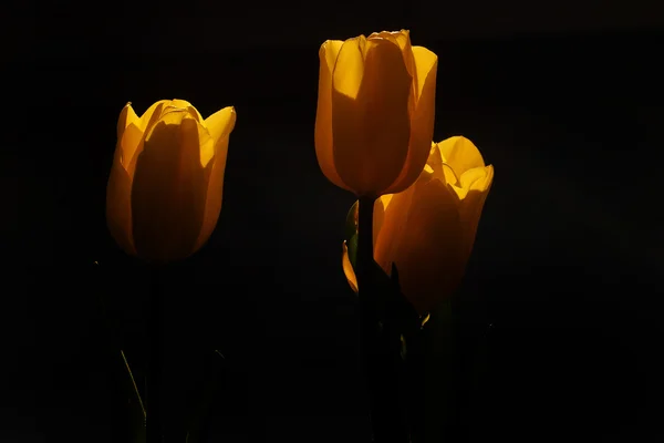 Frühlingstulpe in schönen Straußblumen — Stockfoto