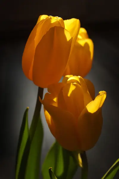 Frühlingstulpe in schönen Straußblumen — Stockfoto