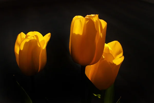 Frühlingstulpe in schönen Straußblumen — Stockfoto