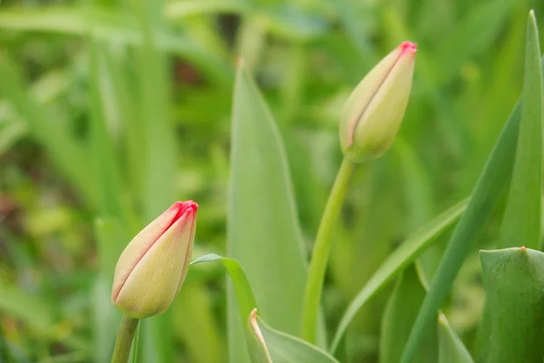 Lente tulip in mooie boeket bloemen — Stockfoto
