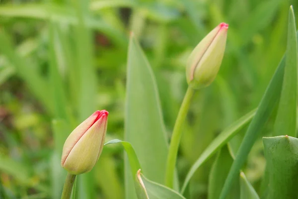 Tulipa primavera em belas flores de buquê — Fotografia de Stock