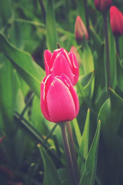 Primavera tulipa rosa em belas flores de buquê — Fotografia de Stock