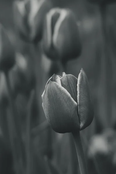 Jaro růžová Tulipán v krásné kytice květiny — Stock fotografie