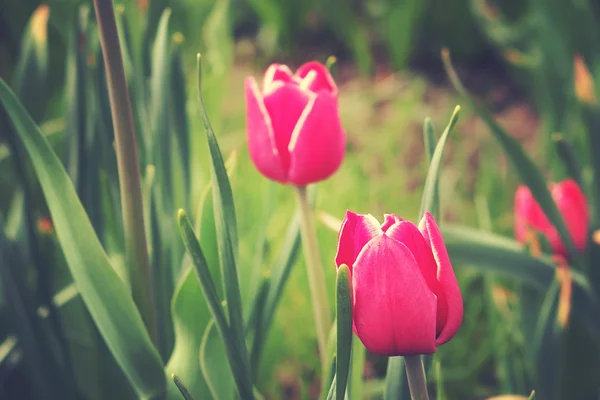 Primavera tulipa rosa em belas flores de buquê — Fotografia de Stock