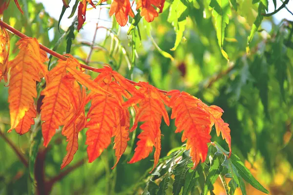 Colore autunno pieno sfondo texture — Foto Stock