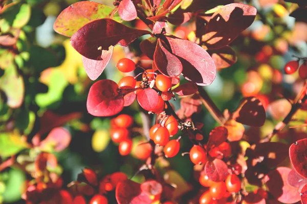 Tekstura Jesień pełna jesień kolor — Zdjęcie stockowe