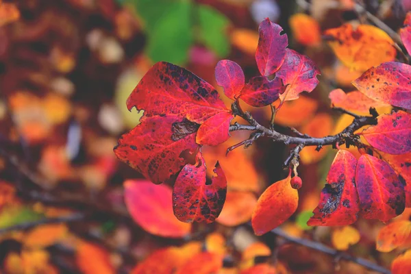 Renk tam sonbahar sonbahar arka plan dokusu — Stok fotoğraf