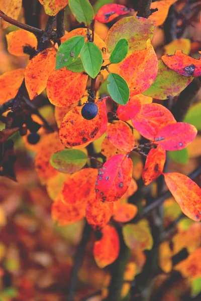 Farbe voll Herbst Herbst Hintergrund Textur — Stockfoto