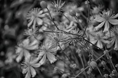 Bahçedeki güzel beyaz çiçekler