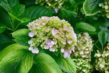 güzel mor ortanca, bahçede çiçek