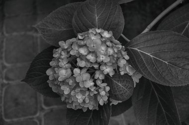 güzel mor ortanca, bahçede çiçek