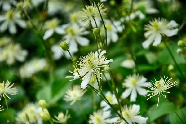 Beautiful white flowers in the garden — Stock Photo, Image