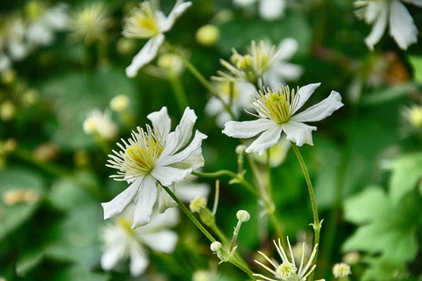 Schöne weiße Blumen im Garten — Stockfoto