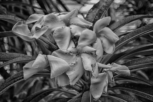 Bellissimi fiori bianchi in giardino — Foto Stock