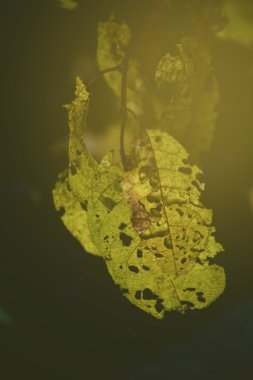 Güneşte ajur sonbahar yaprakları