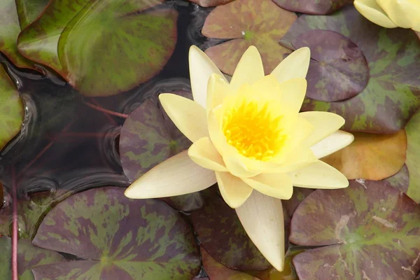 Lotus sull'acqua — Foto Stock
