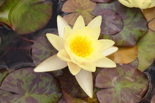 Lotus στο νερό — Φωτογραφία Αρχείου