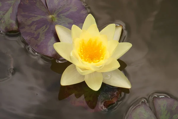 Lotus op het water — Stockfoto