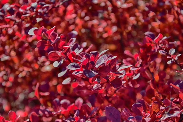 Folhas vermelhas de outono em uma pequena árvore — Fotografia de Stock
