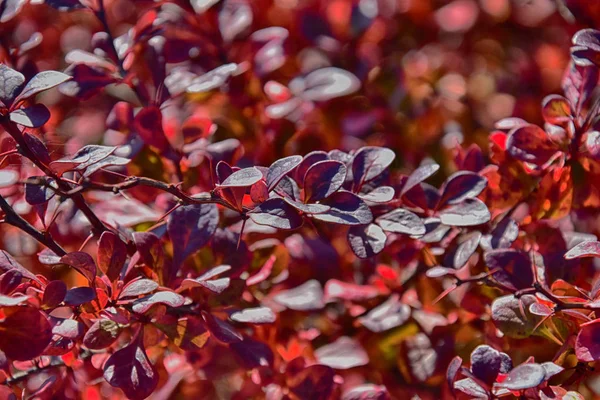 Folhas vermelhas de outono em uma pequena árvore — Fotografia de Stock