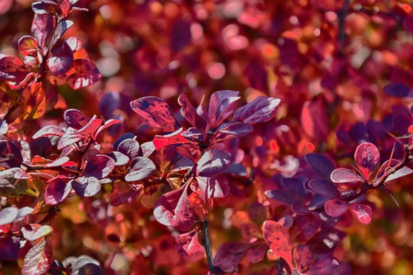 Κόκκινο το φθινόπωρο τα φύλλα σε ένα μικρό δέντρο — Φωτογραφία Αρχείου