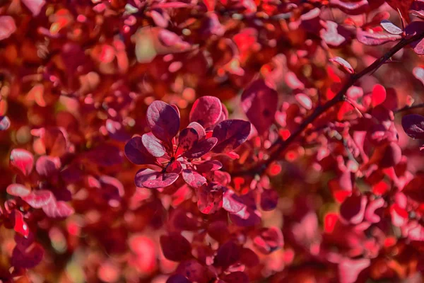 Küçük bir ağaç üzerinde kırmızı sonbahar yaprakları — Stok fotoğraf