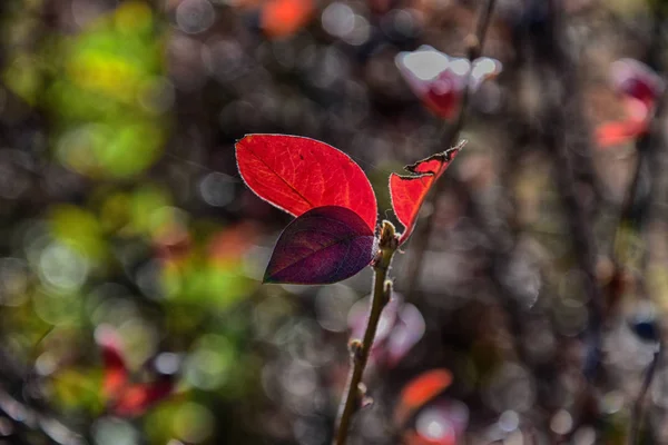 Rote Herbstblätter auf einem kleinen Baum — Stockfoto