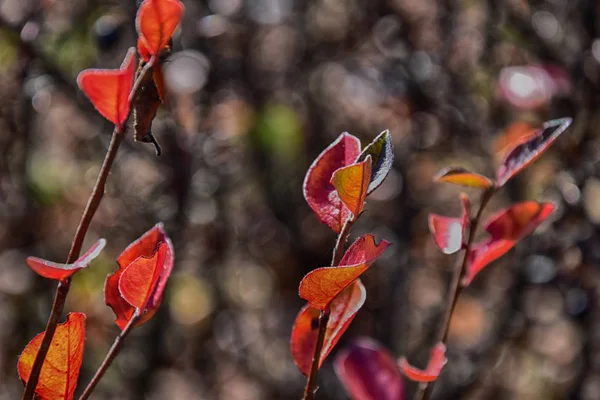 Червоне осіннє листя на маленькому дереві — стокове фото
