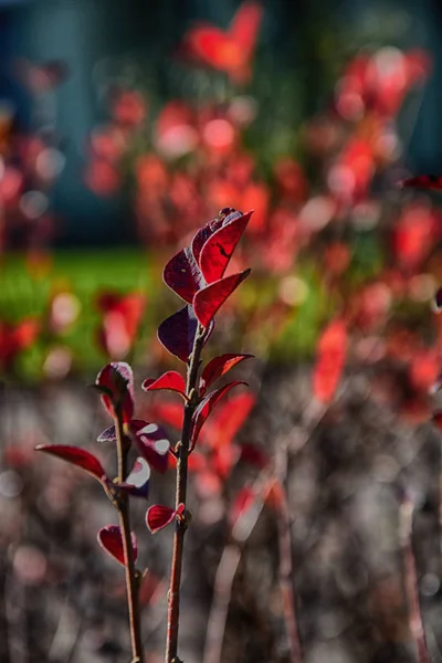 Folhas vermelhas de outono em uma pequena árvore — Fotografia de Stock