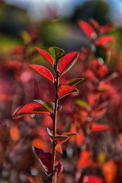 Red autumn leaves on a small tree — Stock Photo, Image