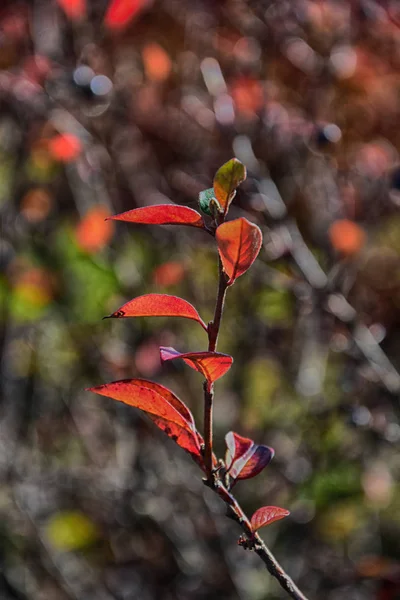 Hojas rojas de otoño en un pequeño árbol — Foto de Stock