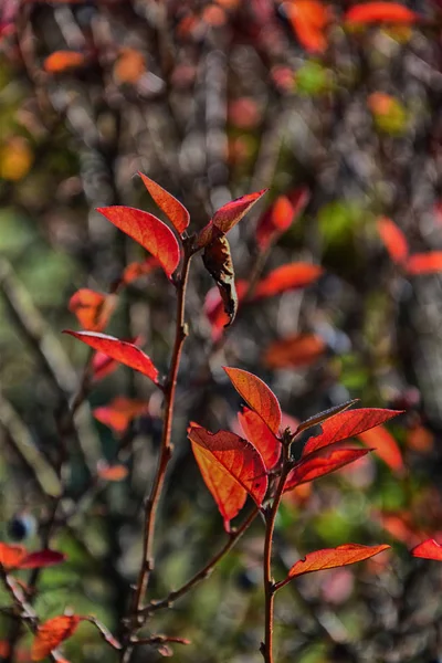 Red autumn leaves on a small tree — Stock Photo, Image