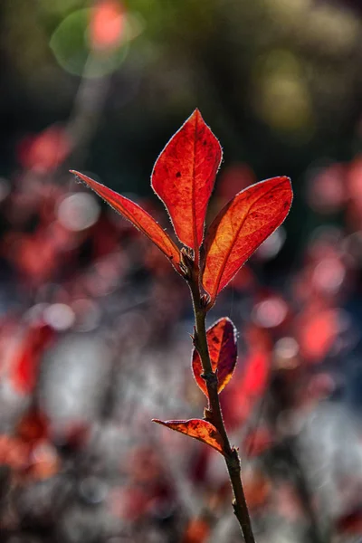 Červené podzimní listí na malý strom — Stock fotografie