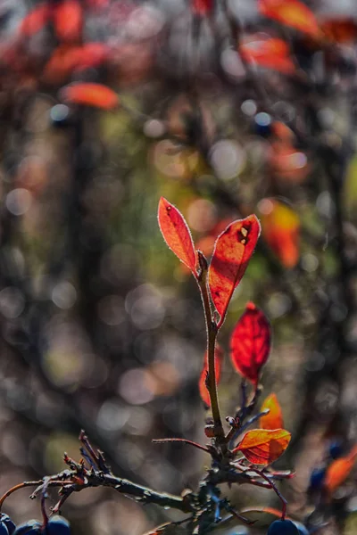 Röda höstlöv på ett litet träd — Stockfoto