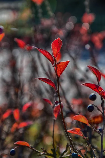 Folhas vermelhas de outono em uma pequena árvore — Fotografia de Stock