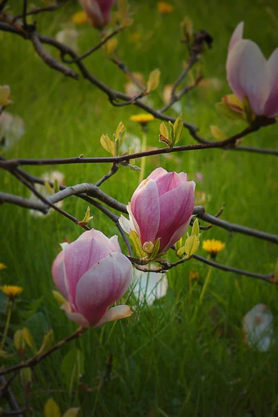 Vackra rosa magnolia blommor på ett träd i trädgården — Stockfoto