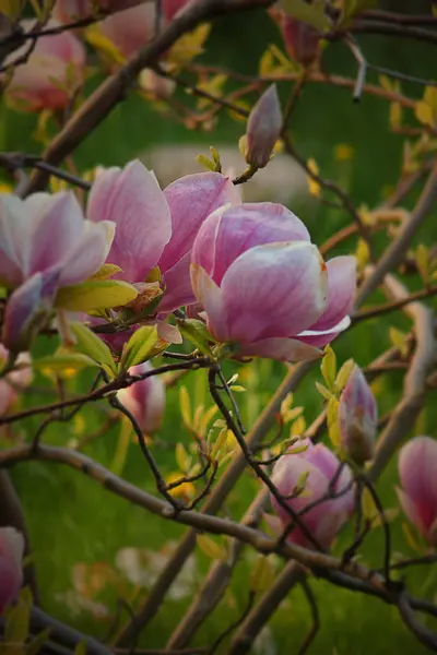 De belles fleurs de magnolia rose sur un arbre dans le jardin — Photo