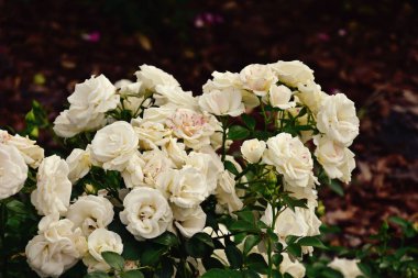 güzel beyaz çiçeklenme yaz bahçe yeşil yaprakları gül