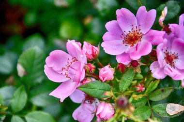 güzel pembe çiçeklenme yaz bahçe yeşil yaprakları gül
