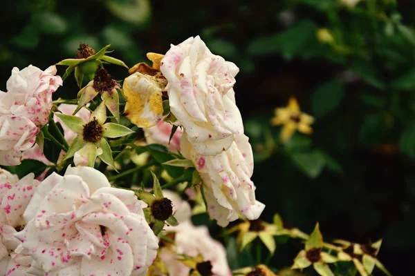 Krásné bílé růže kvetoucí v létě zahradní zelené listy — Stock fotografie