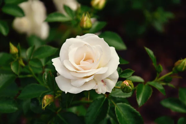 Beautiful white rose blooming in summer garden green leaves — Stock Photo, Image